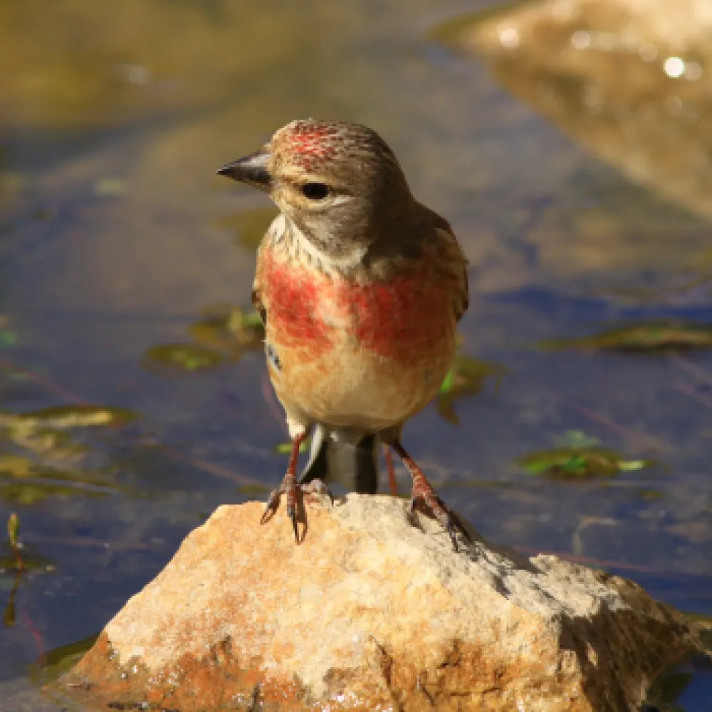 Linotte melodieuse