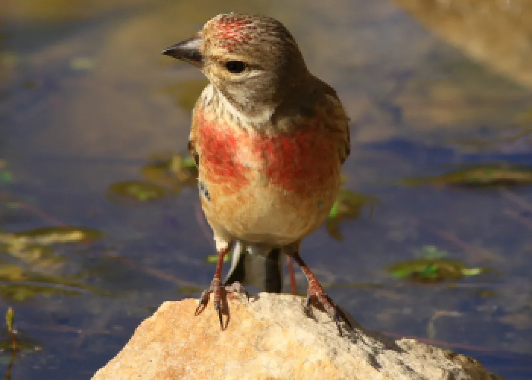 Linotte melodieuse
